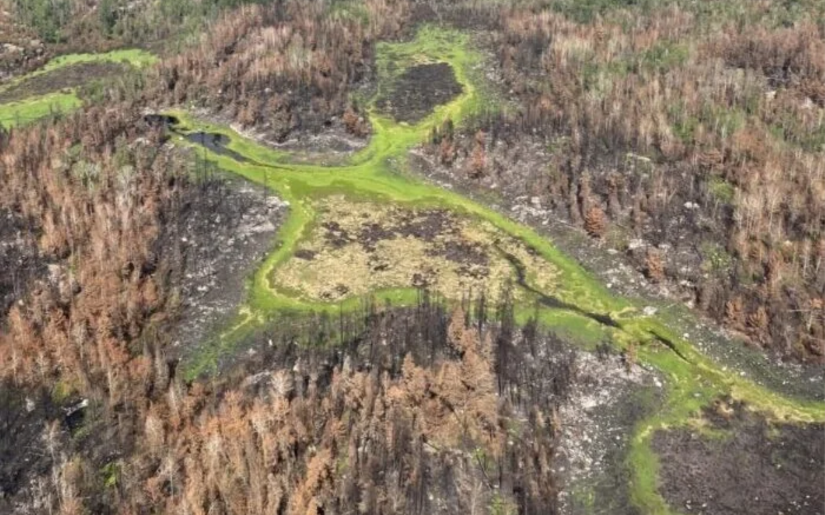 Dovetail Partners Featured in WTIP Discussion on Wildfire Resilience and Forest Health